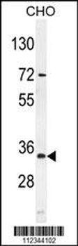 BCA3 Antibody