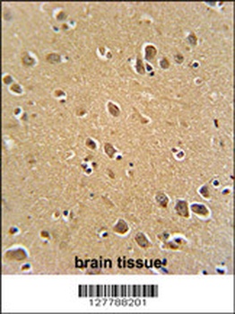 RFT1 Antibody