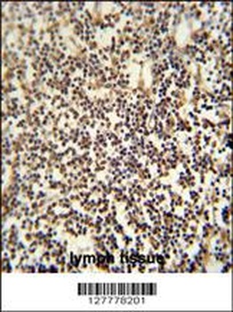 C12orf48 Antibody
