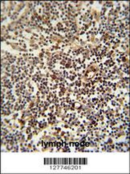 LAPTM5 Antibody