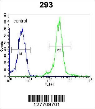 LOC552889 Antibody