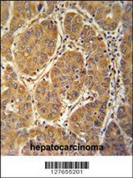 MCEE Antibody