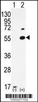 PRMT2 Antibody