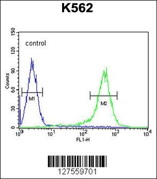 TMEM132D Antibody