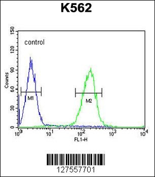 POTEE Antibody