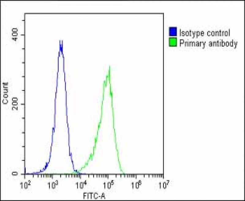 STAT1 Antibody