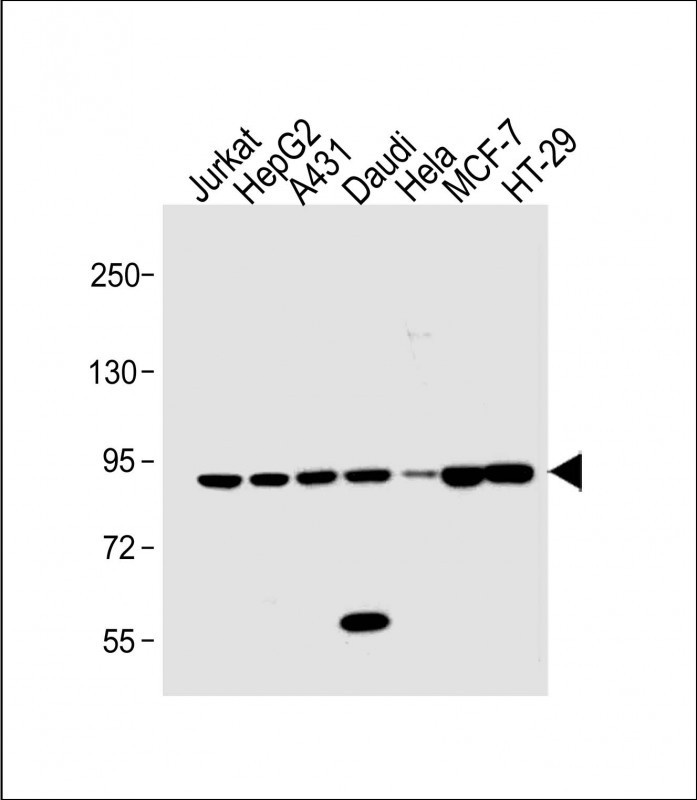 STAT1 Antibody