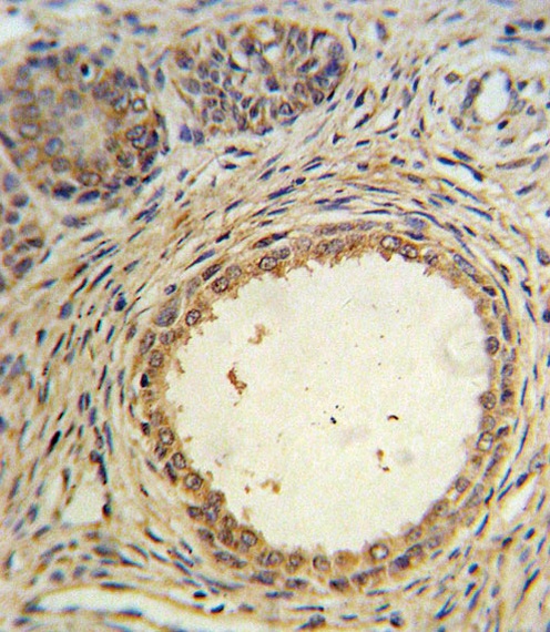 AMH Antibody