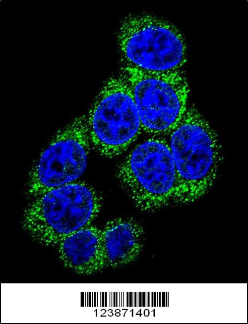 DLL3 Antibody