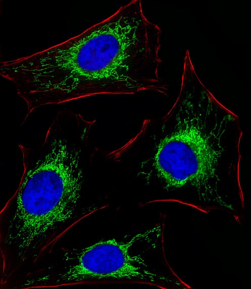 GLS Antibody