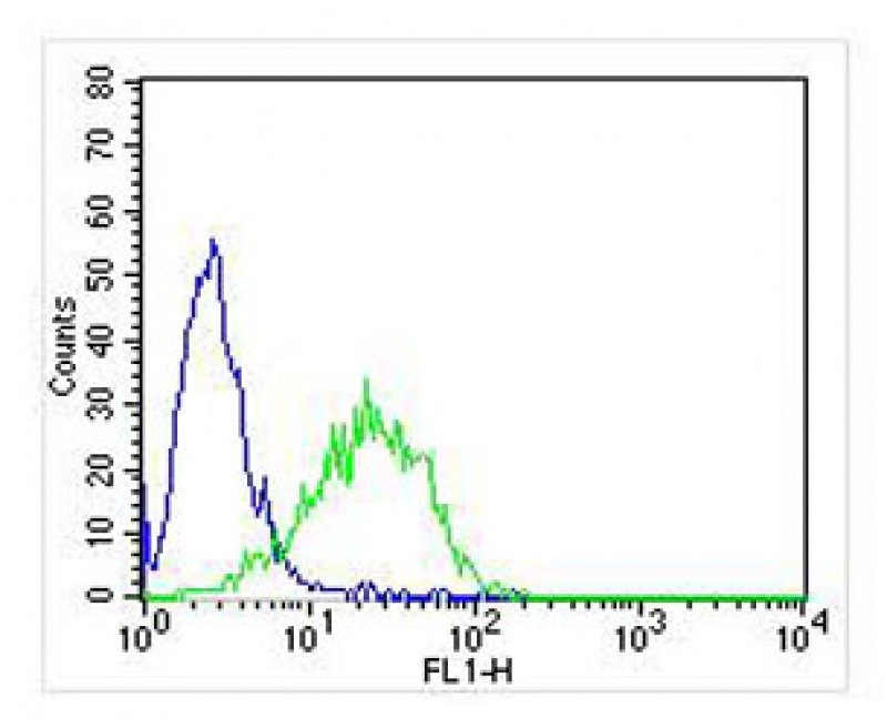 KLRC1 Antibody