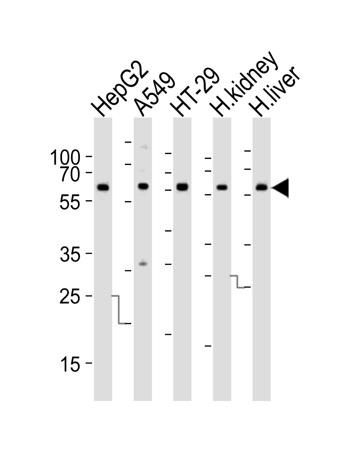 CYP3A4 Antibody