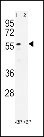 CYP3A4 Antibody