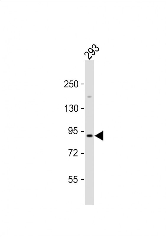 INSR Antibody