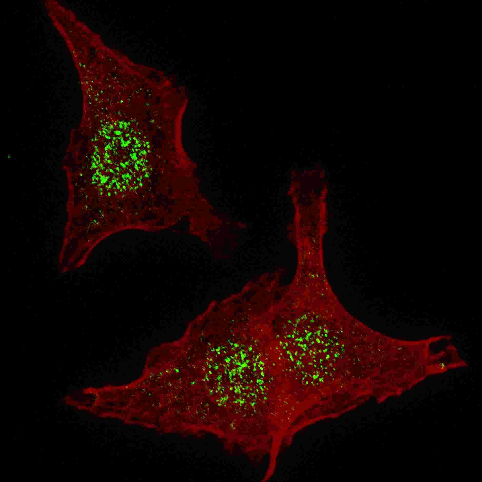 FGFR4 Antibody