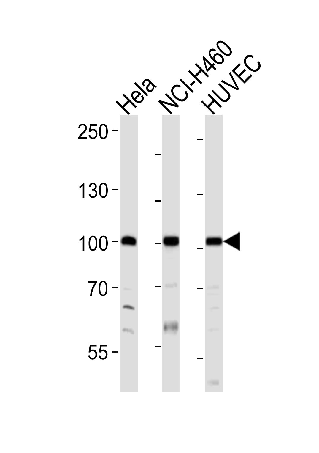 EPHA4 Antibody