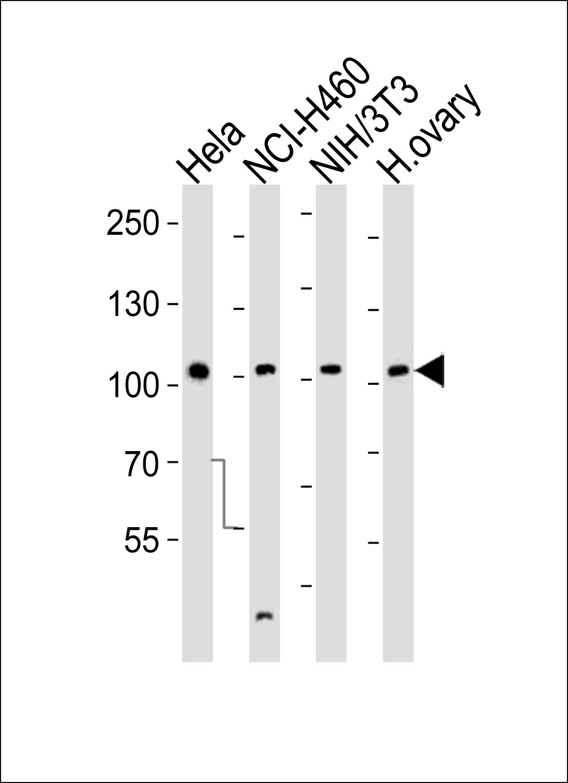 EPHA4 Antibody