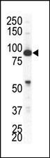 EPHA4 Antibody