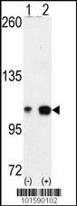 EPHA4 Antibody