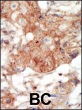 EphA4 Antibody