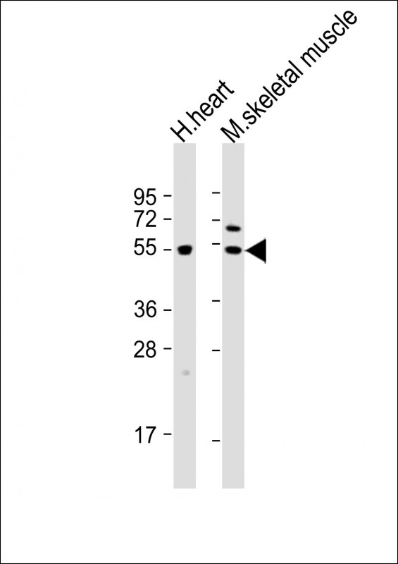 PDK4 Antibody