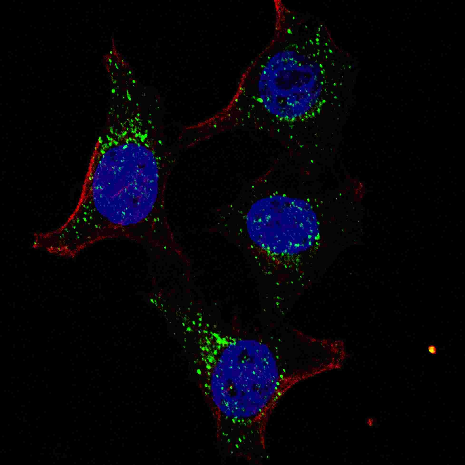 PDK4 Antibody