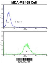 DFNA5 Antibody