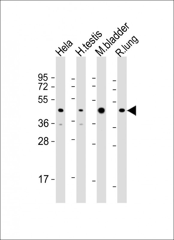 WNT4 Antibody