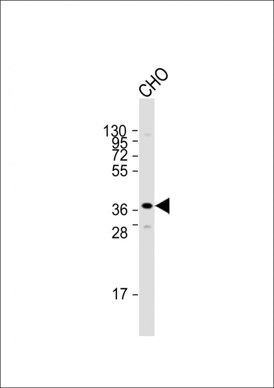 M Sirt3 Antibody