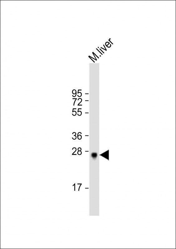 M Sirt3 Antibody