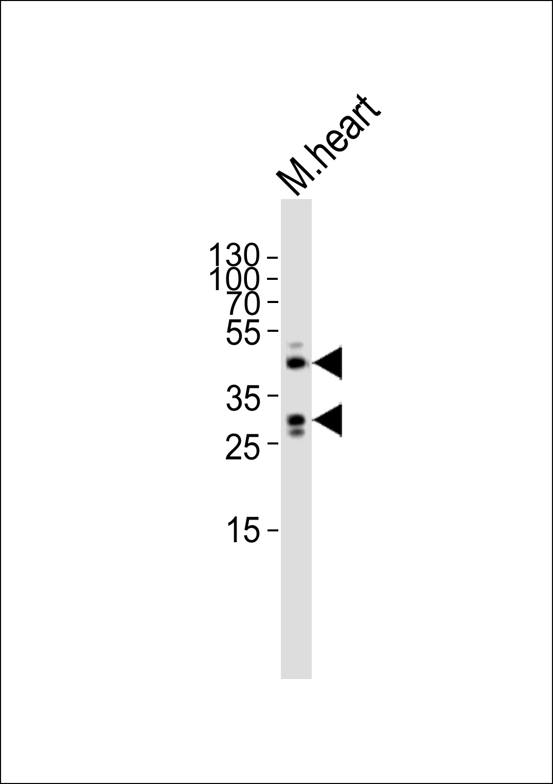 M Sirt3 Antibody