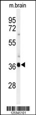 M Sirt3 Antibody