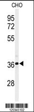 M Sirt3 Antibody