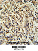 M Sirt3 Antibody