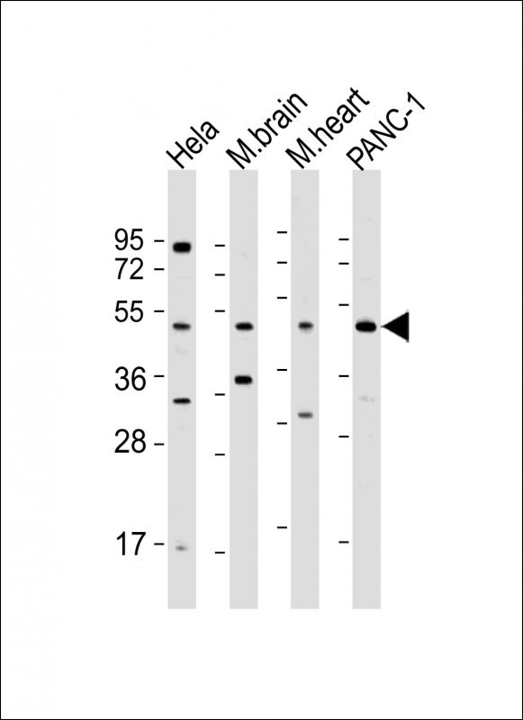 WNT5A Antibody