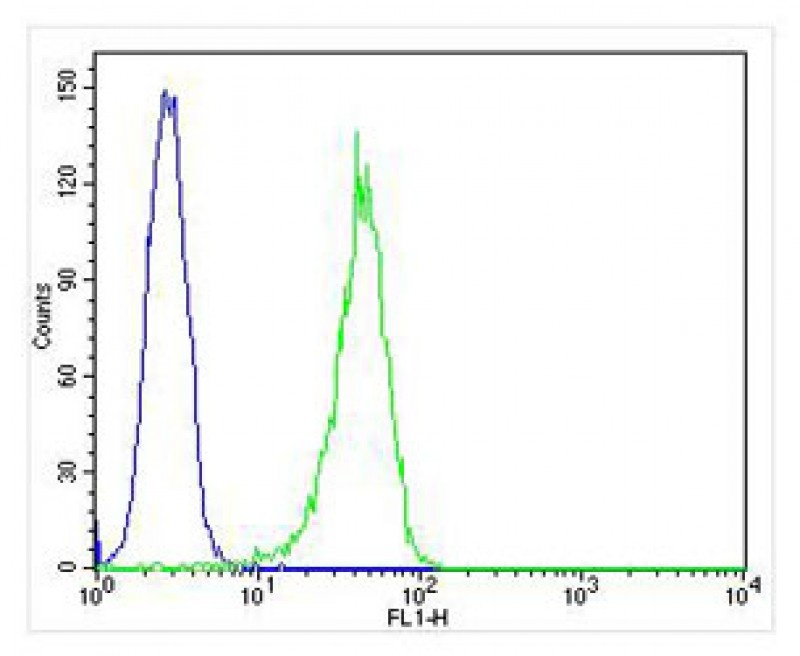 CD63 Antibody