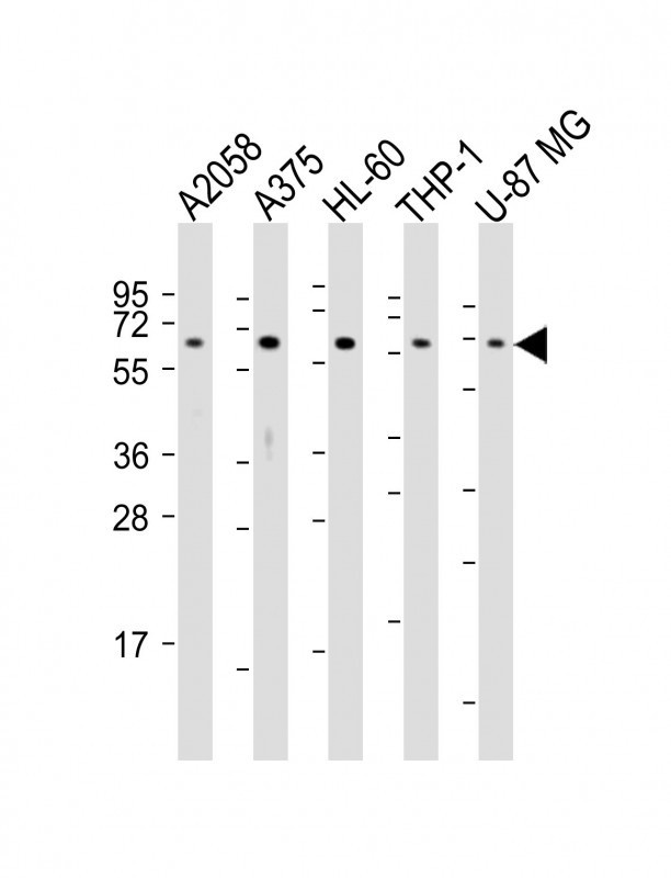 CD63 Antibody