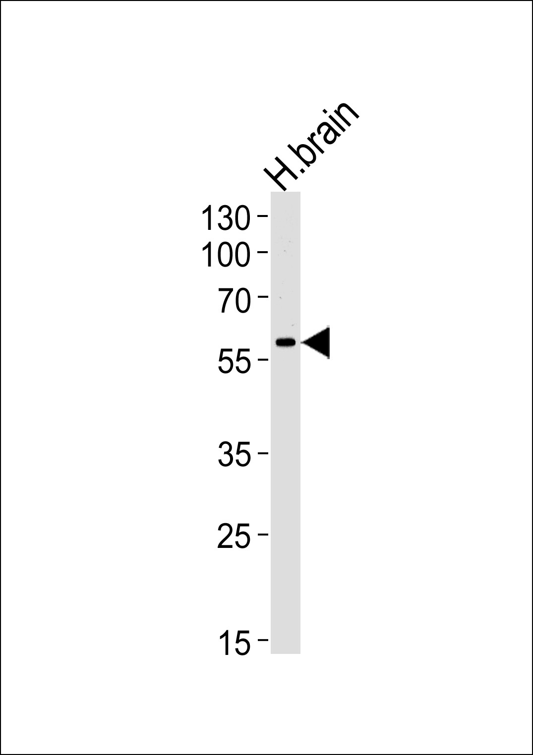 ERVW-1 Antibody