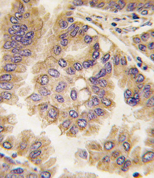 Connexin 40 Antibody