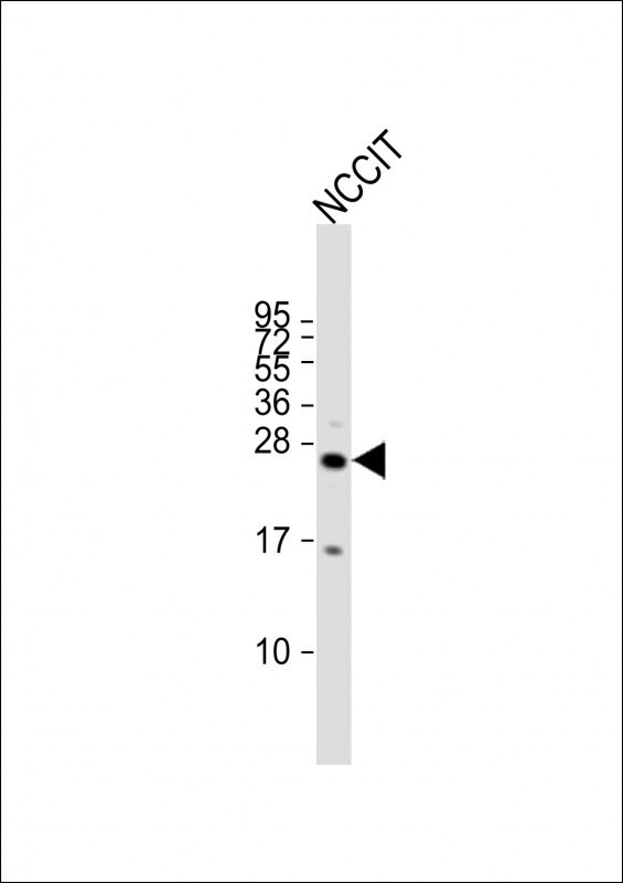 LIN28B Antibody