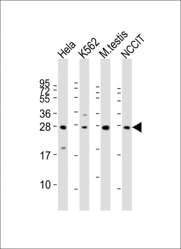 LIN28B Antibody