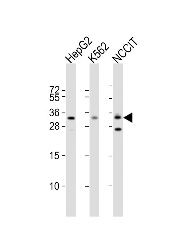 LIN28B Antibody