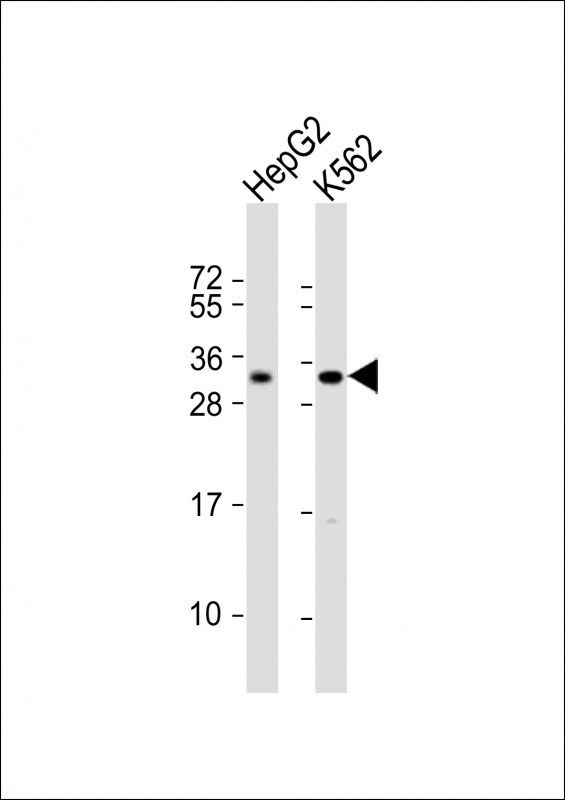 LIN28B Antibody
