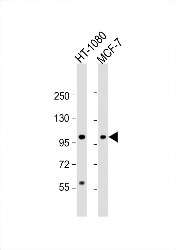 RHBDF2 Antibody