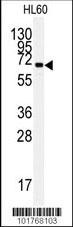 HSPA5 Antibody