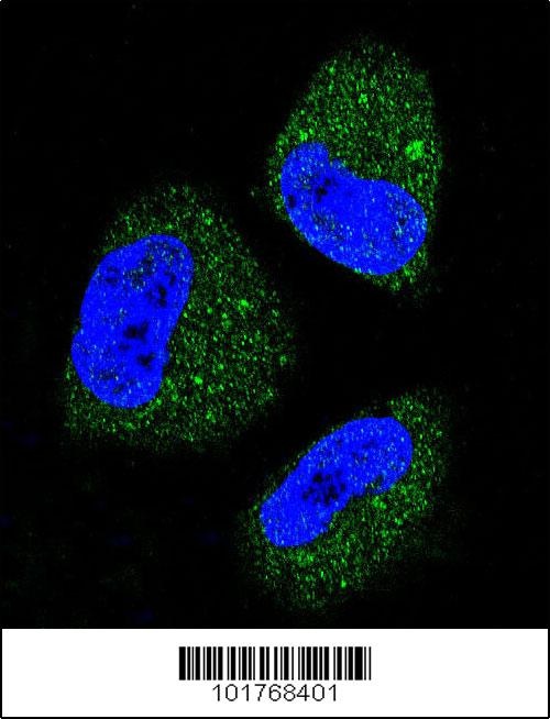 HSPA5 Antibody