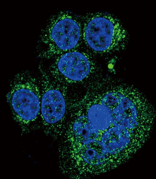 HtrA1 Antibody