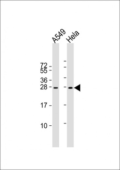 IGF2 Antibody