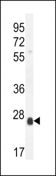 SCX Antibody