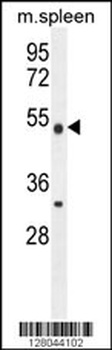 METTL4 Antibody